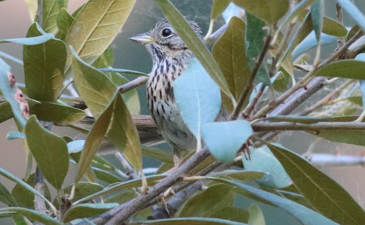 Lincoln's Sparrow - ML353574711