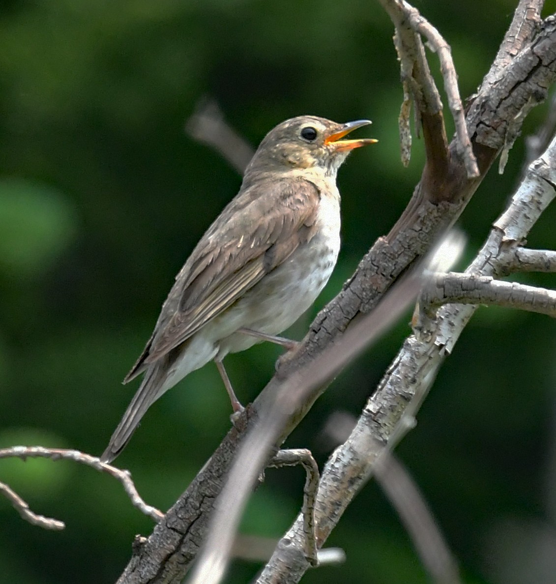 Swainson's Thrush - ML353575171