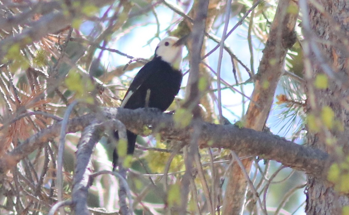 White-headed Woodpecker - ML353576771