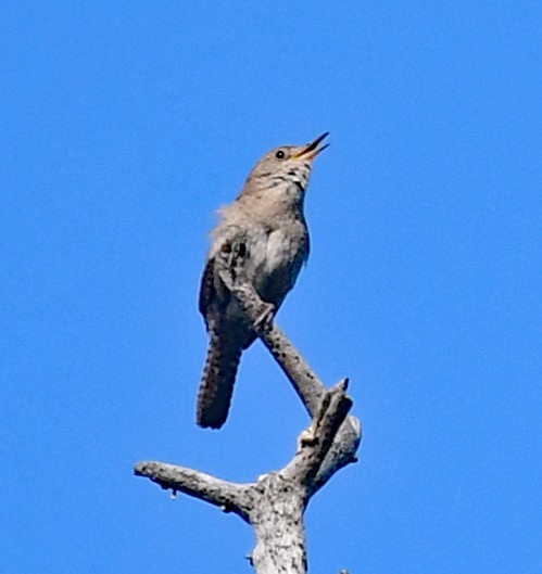 House Wren - ML353577411