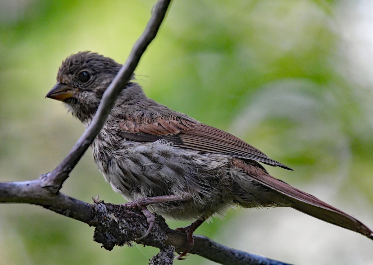 Fox Sparrow (Slate-colored) - ML353578681