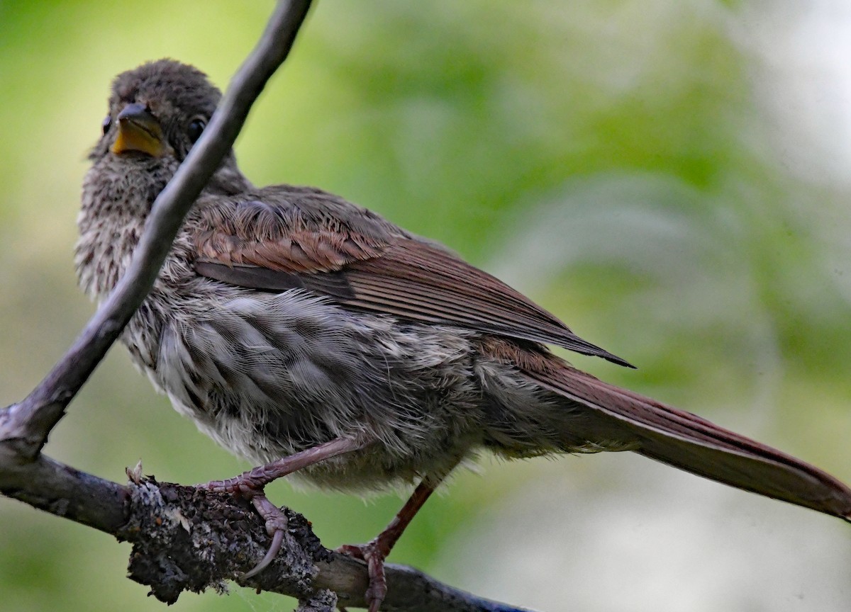 Fox Sparrow (Slate-colored) - ML353578761