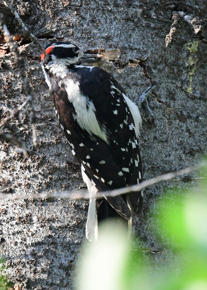 Hairy Woodpecker - ML353579241
