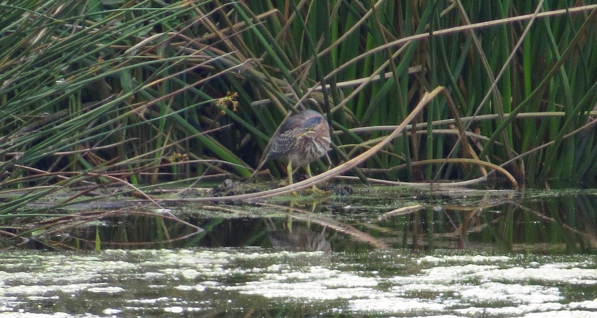 Green Heron - Adam Dudley