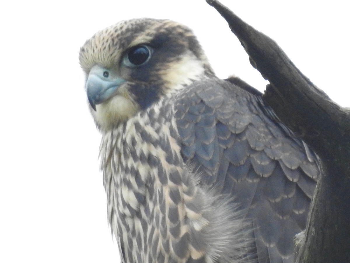 Peregrine Falcon - ML353581401