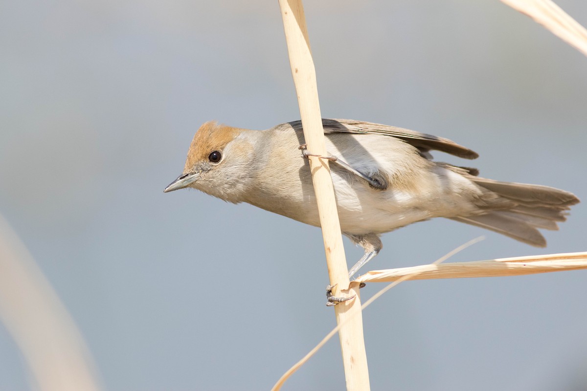 Eurasian Blackcap - ML353583001