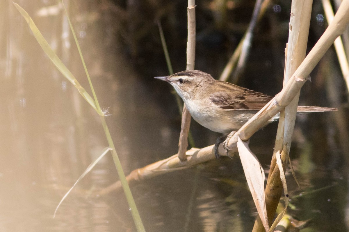 Sedge Warbler - ML353583011