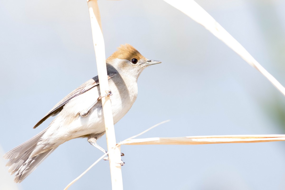 Eurasian Blackcap - ML353583031