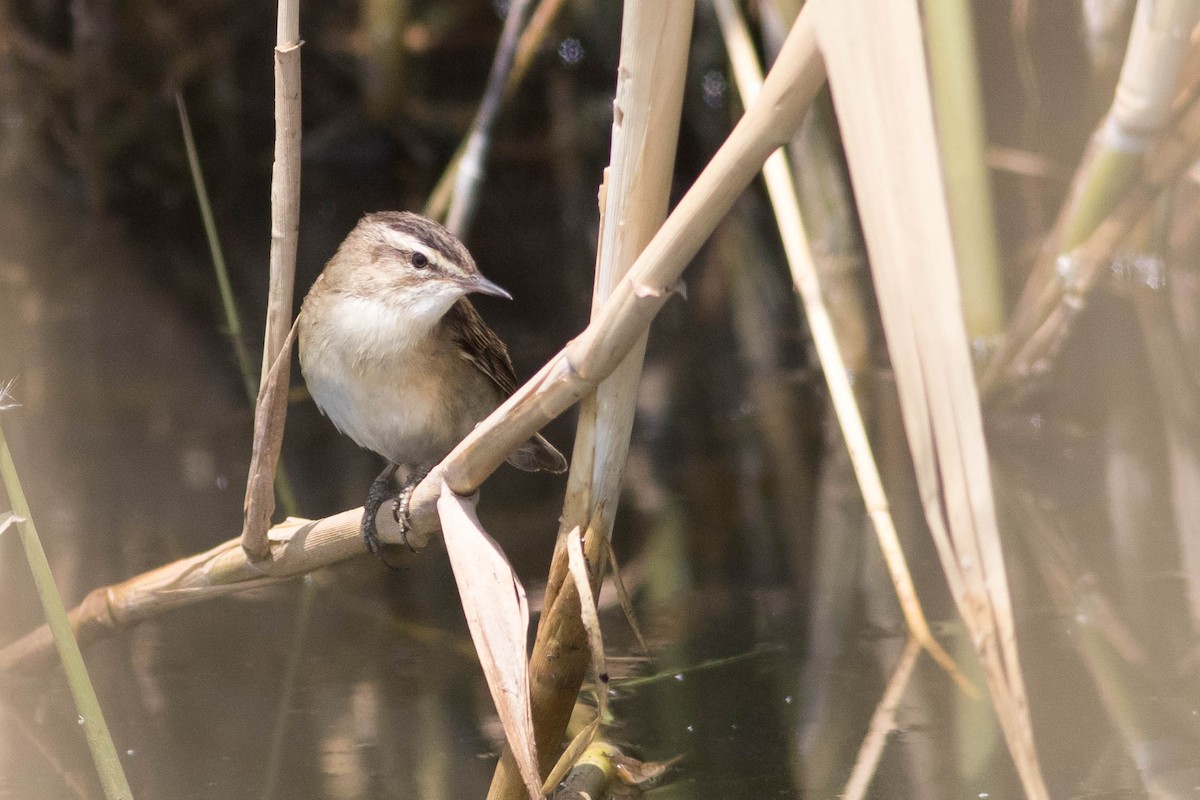 Sedge Warbler - ML353583041