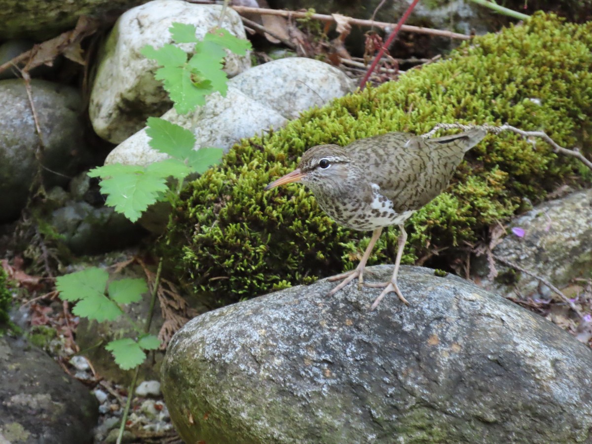 Spotted Sandpiper - ML353585891