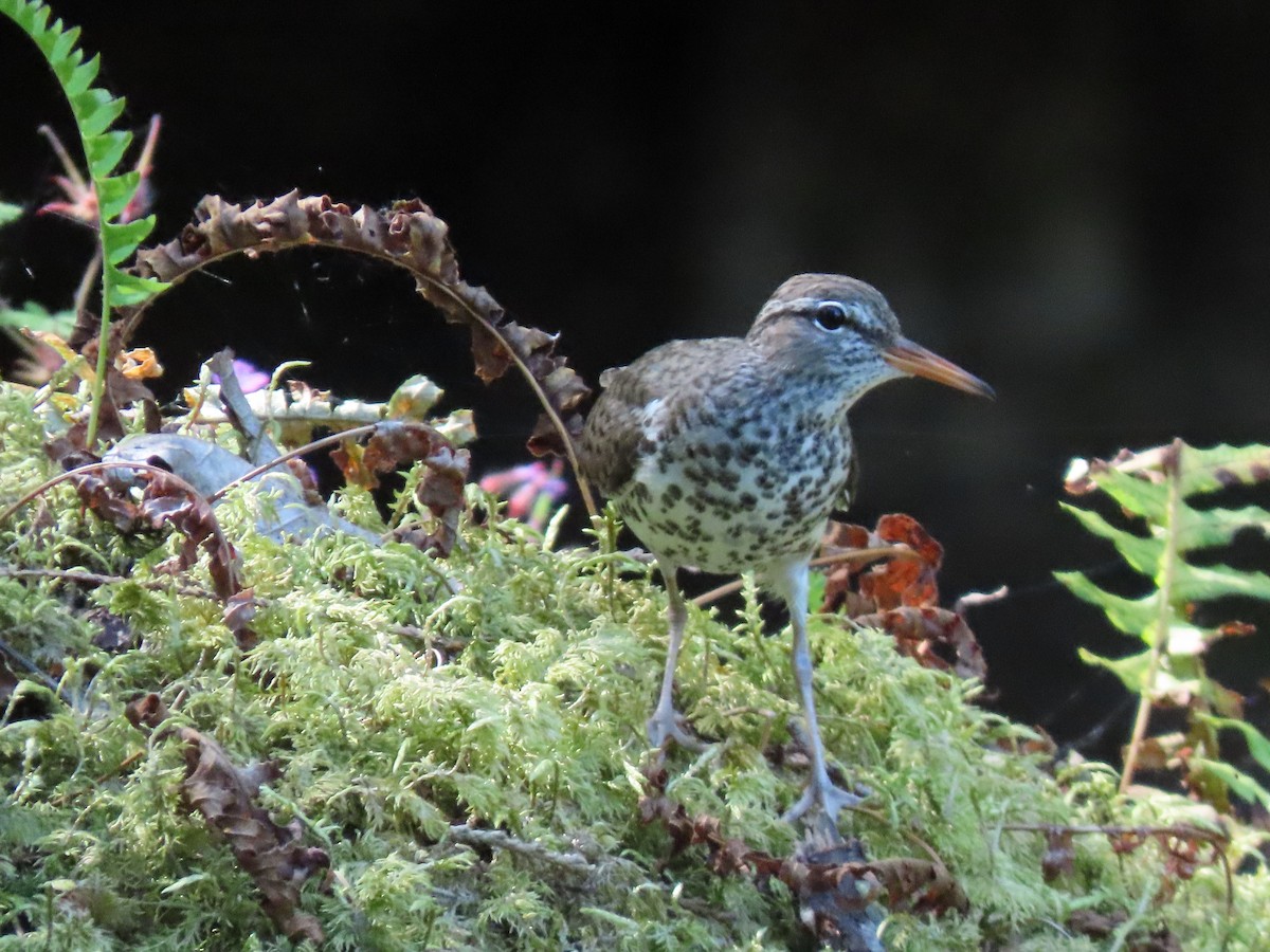 Spotted Sandpiper - ML353585921