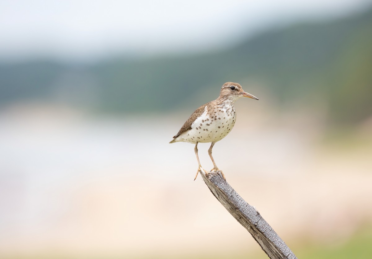 Spotted Sandpiper - ML353587441