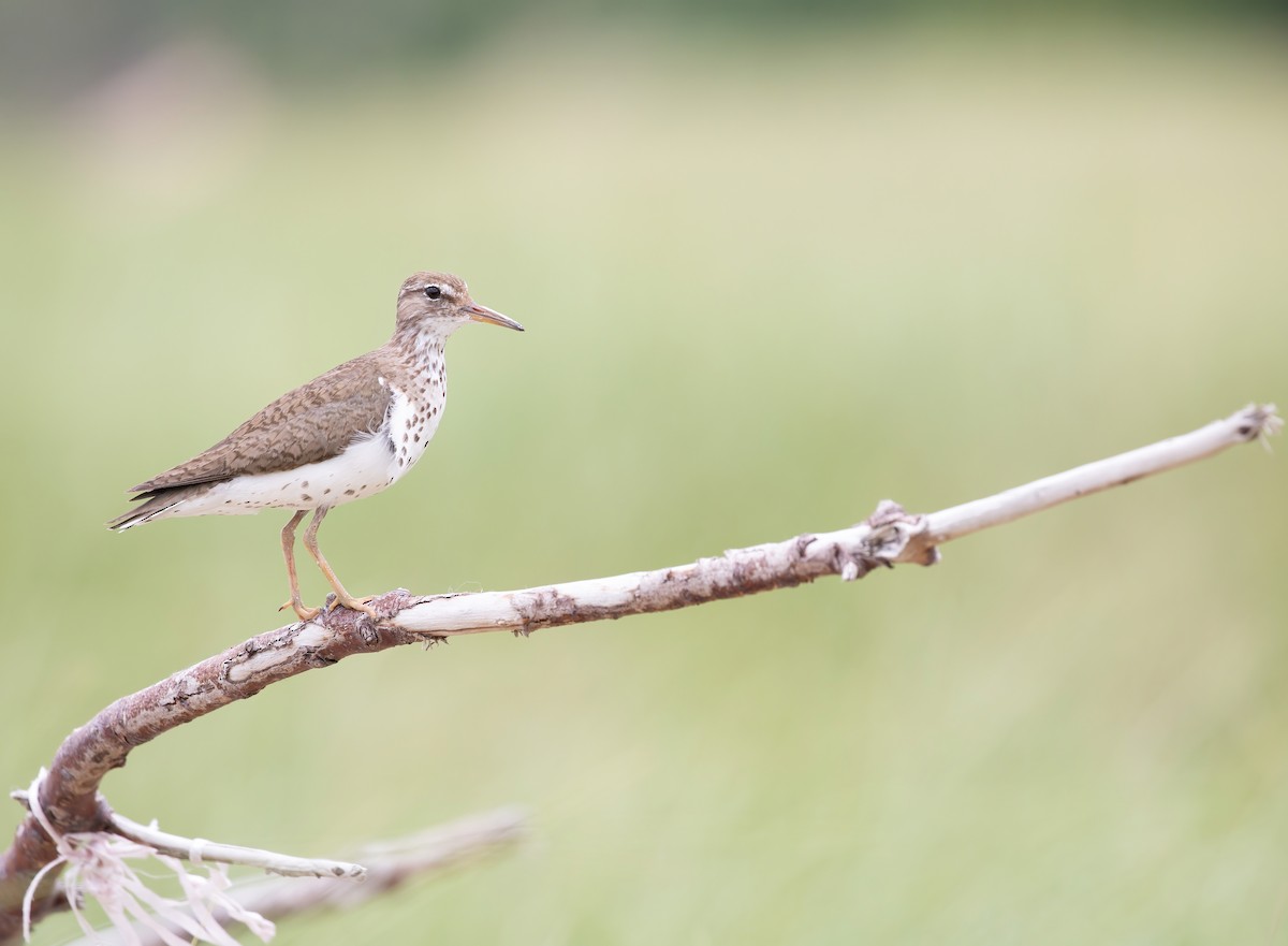 Spotted Sandpiper - ML353587471