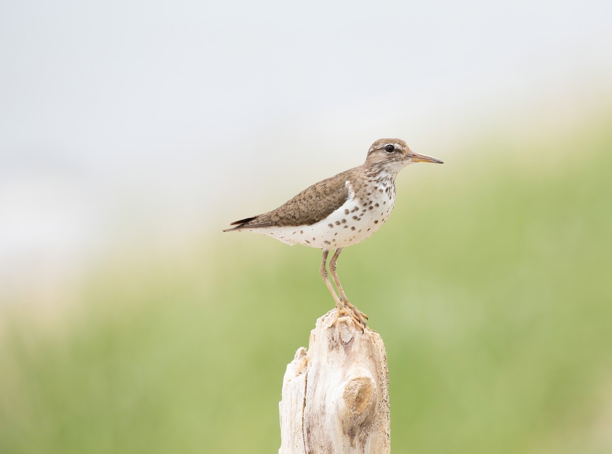 Spotted Sandpiper - ML353587481