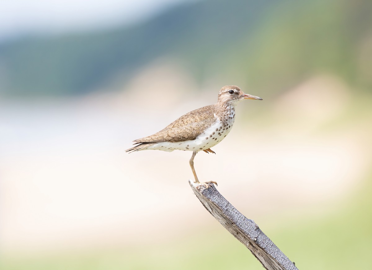 Spotted Sandpiper - ML353587551