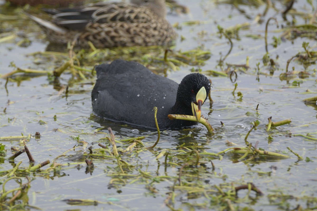Red-gartered Coot - ML353590981