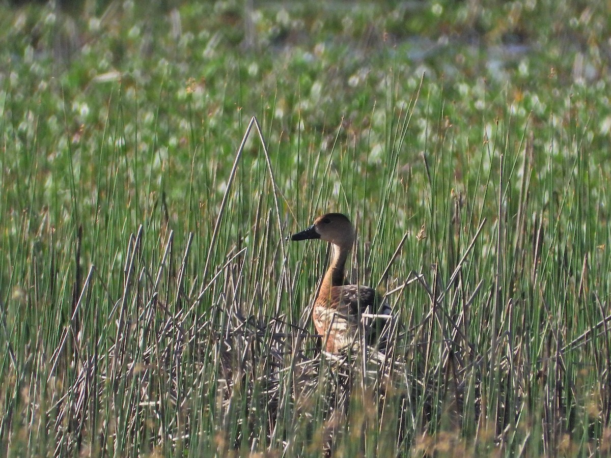 Wandering Whistling-Duck - ML353591941