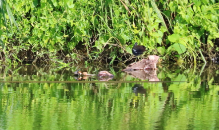 Eurasian Moorhen - ML353592261