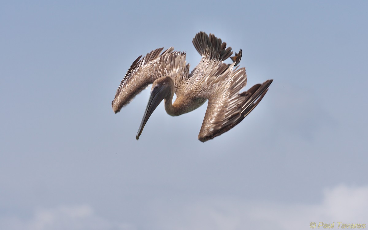 Brown Pelican - Paul Tavares