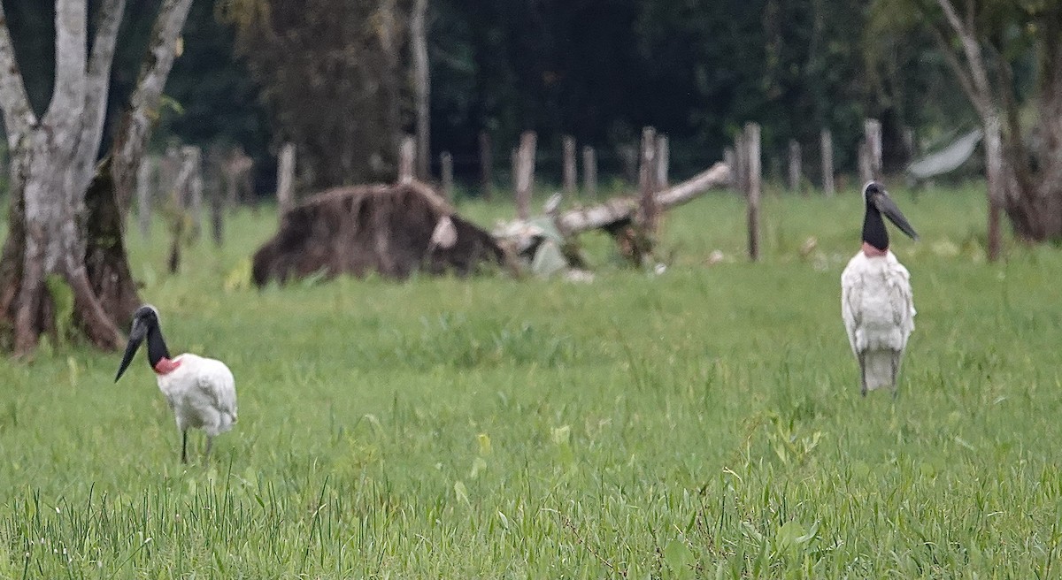 Jabiru - Howard Laidlaw