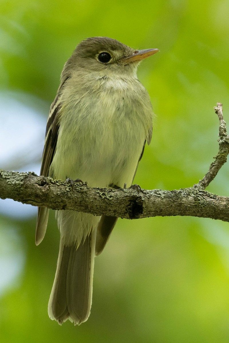 Moucherolle vert - ML353597121