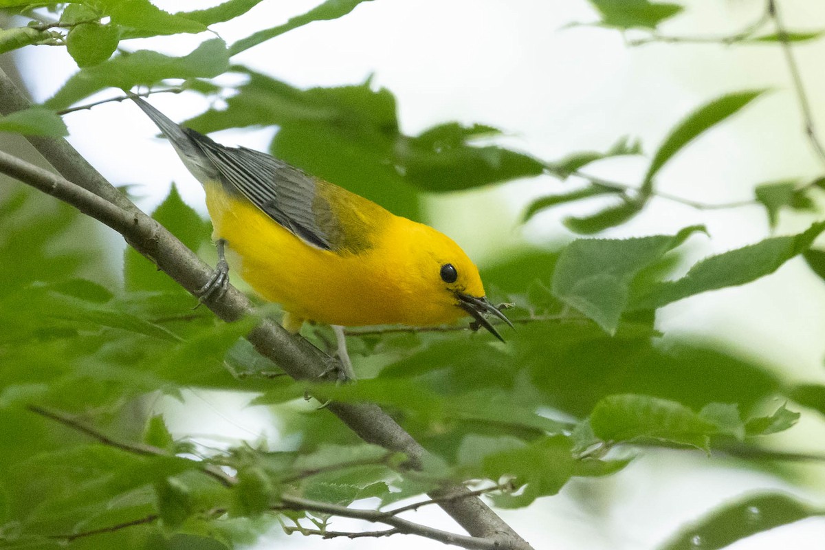 Prothonotary Warbler - ML353597231