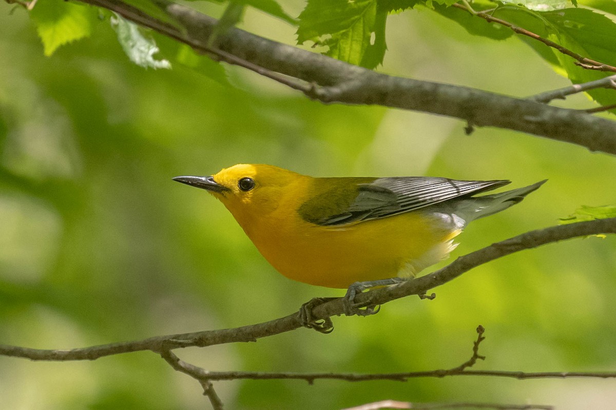 Prothonotary Warbler - ML353597371