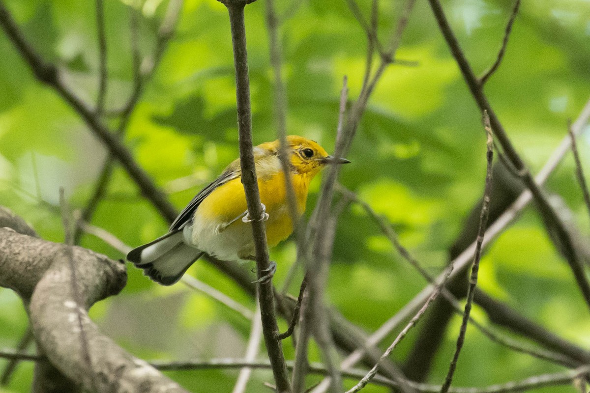 Prothonotary Warbler - ML353597381