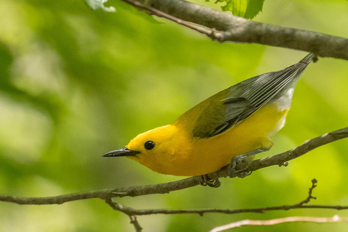 Prothonotary Warbler - ML353597391