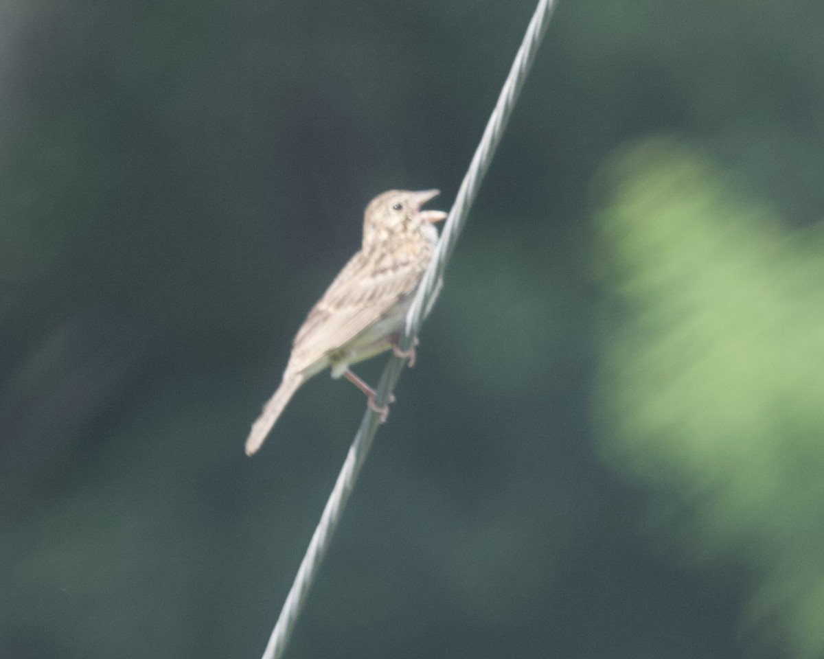 Vesper Sparrow - ML353598491