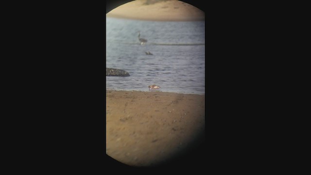 Collared Plover - ML353599071