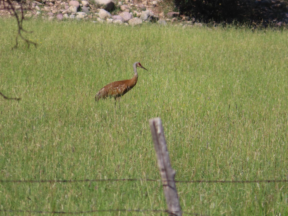 Sandhill Crane - ML353600041