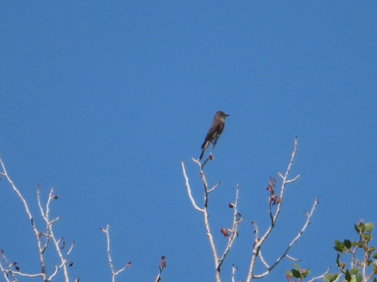Western Wood-Pewee - ML353600241