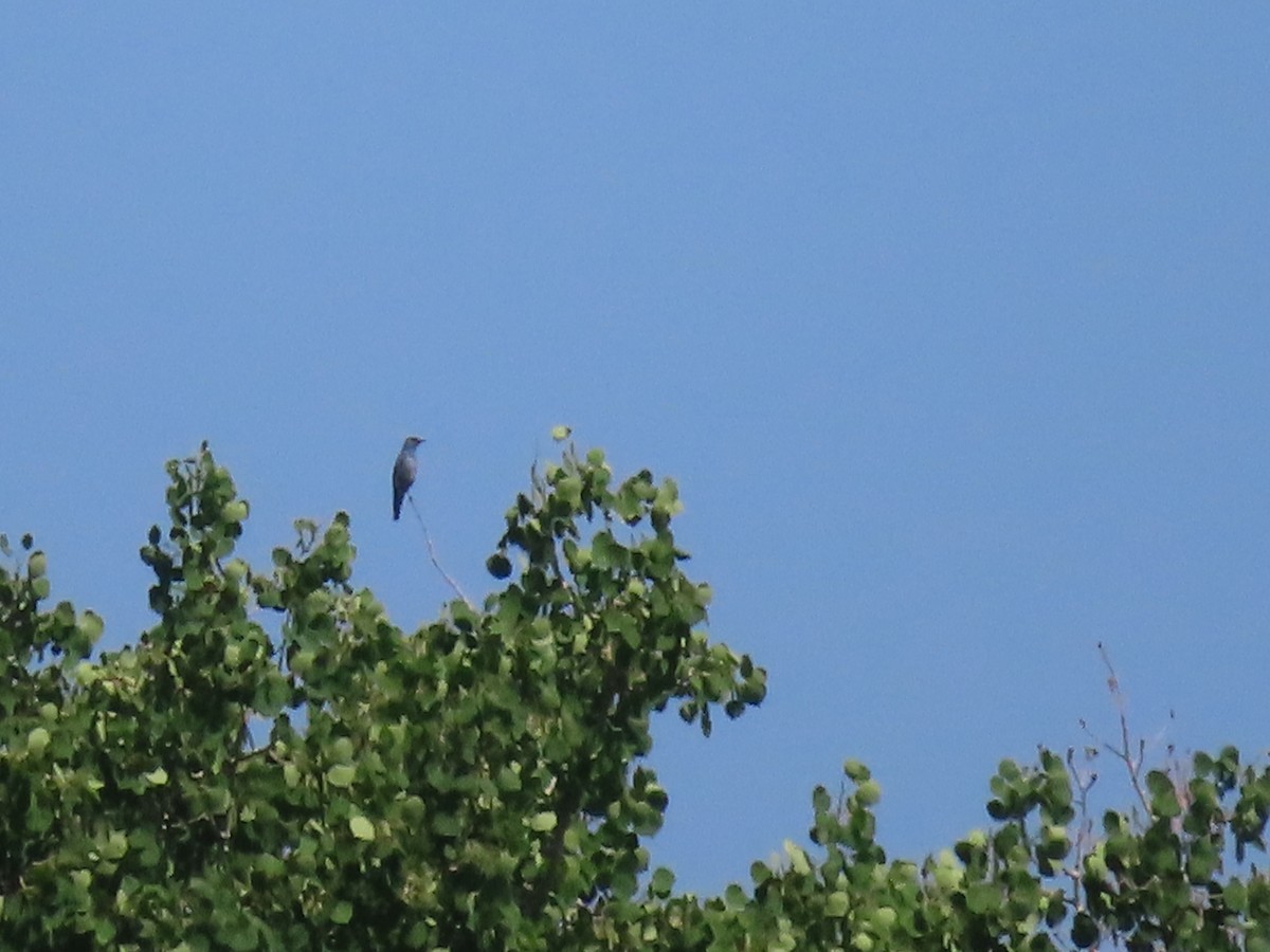 Mountain Bluebird - ML353600431