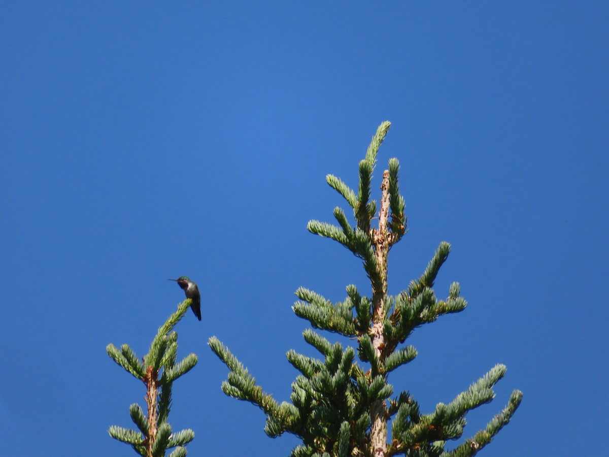 Broad-tailed Hummingbird - ML353600661