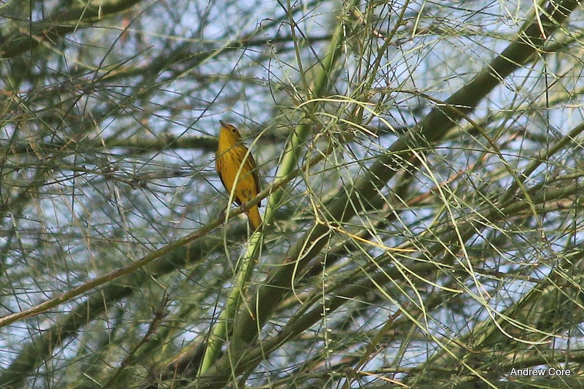 Yellow Warbler (Northern) - ML35360121