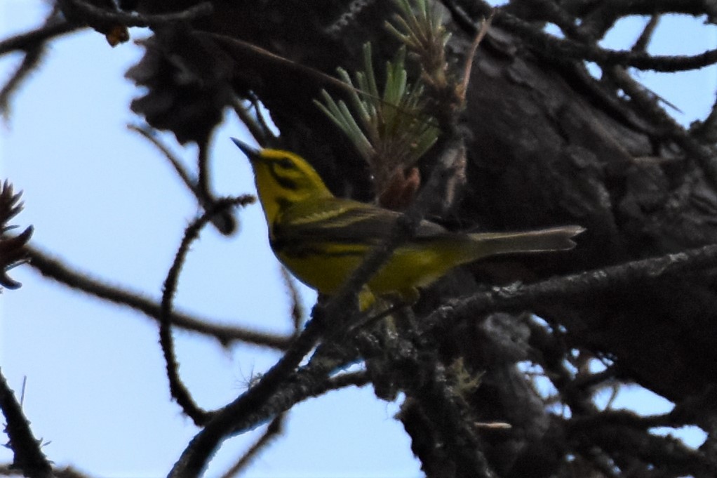 Prairie Warbler - ML353601291