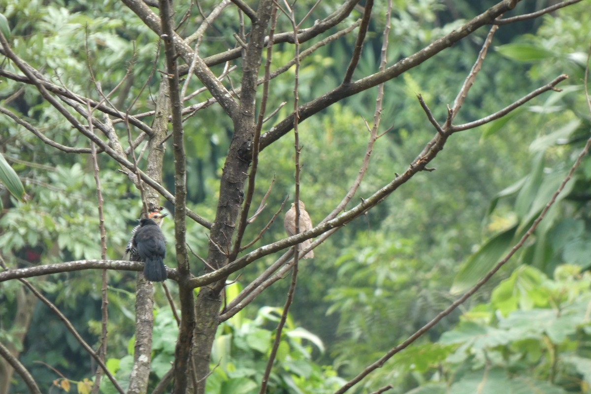 Clay-colored Thrush - ML353601611