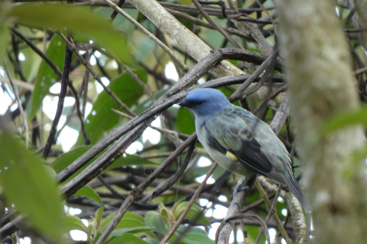 Yellow-winged Tanager - ML353601791