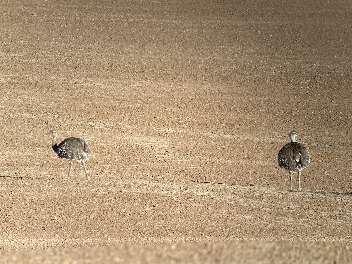 Lesser Rhea - mark smith