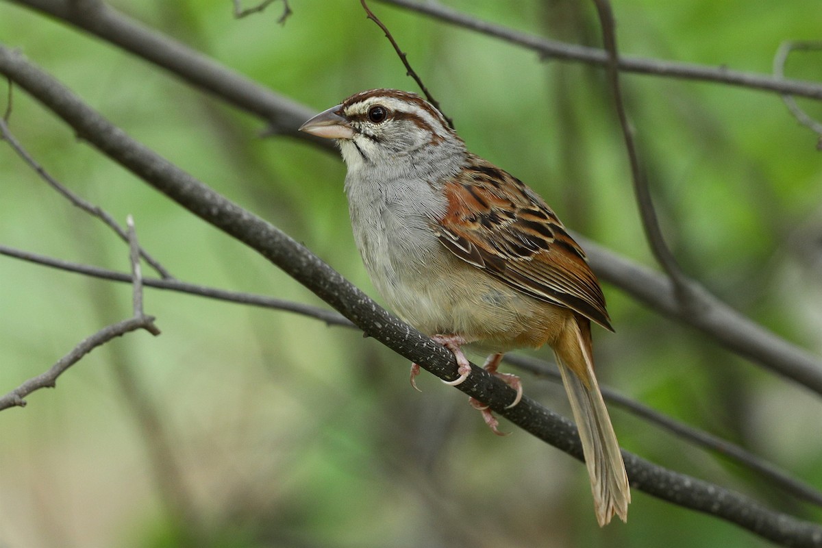 Cinnamon-tailed Sparrow - Aaron Maizlish