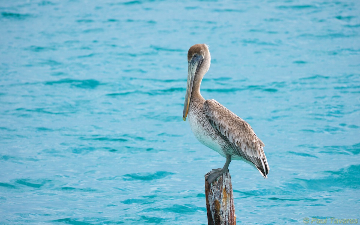 Brown Pelican - ML35360291