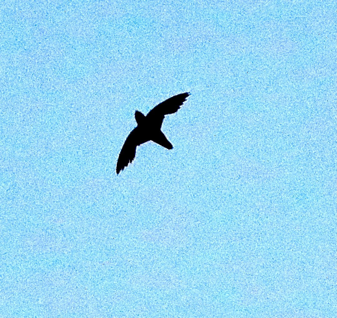 Chimney Swift - ML353602981