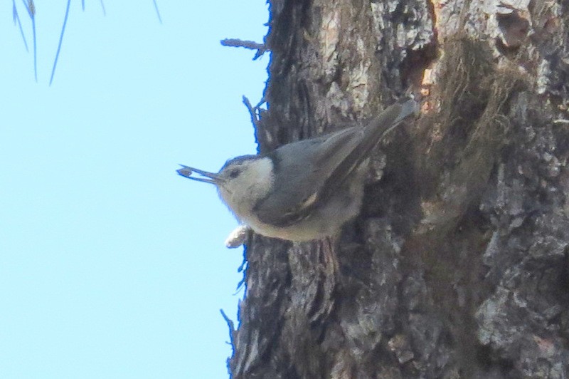 White-breasted Nuthatch (Interior West) - Jeff Harding