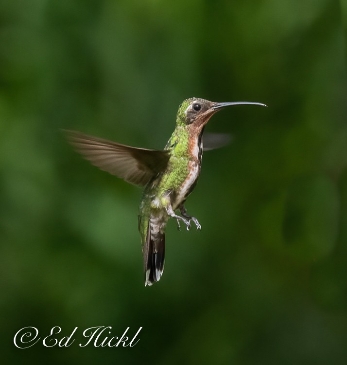 Green-breasted Mango - ML353605361