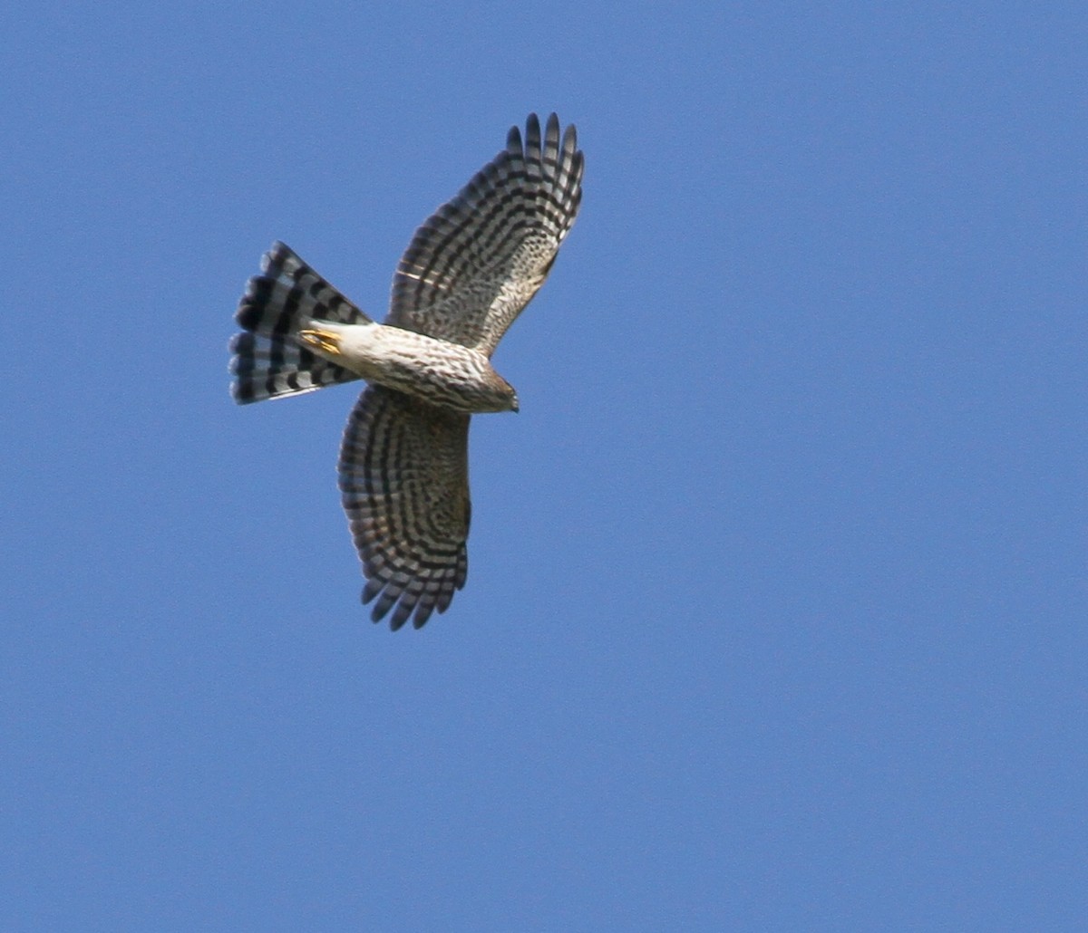 Sharp-shinned Hawk - ML35360721