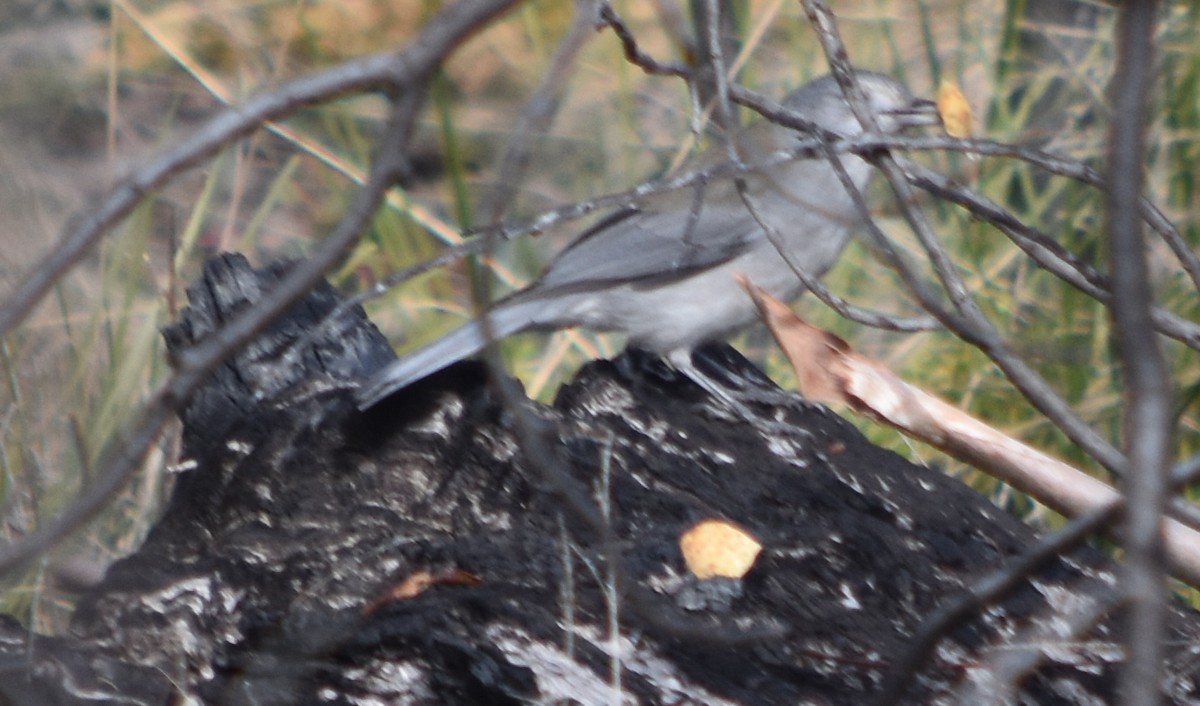 Gray Shrikethrush - ML353607711