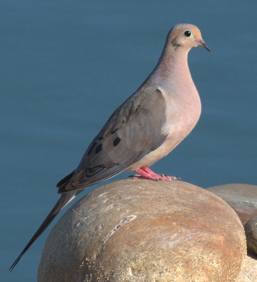 Mourning Dove - Richard Brown