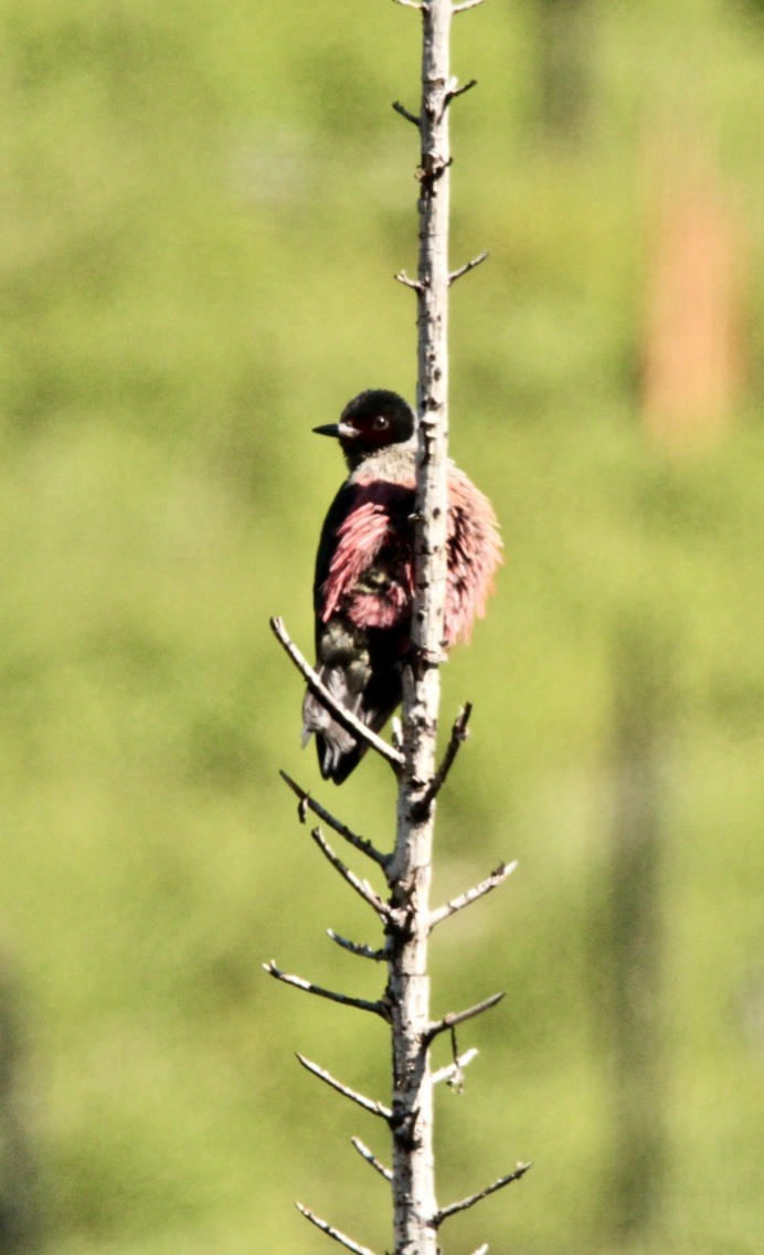 Lewis's Woodpecker - Jeanine Tumbleson