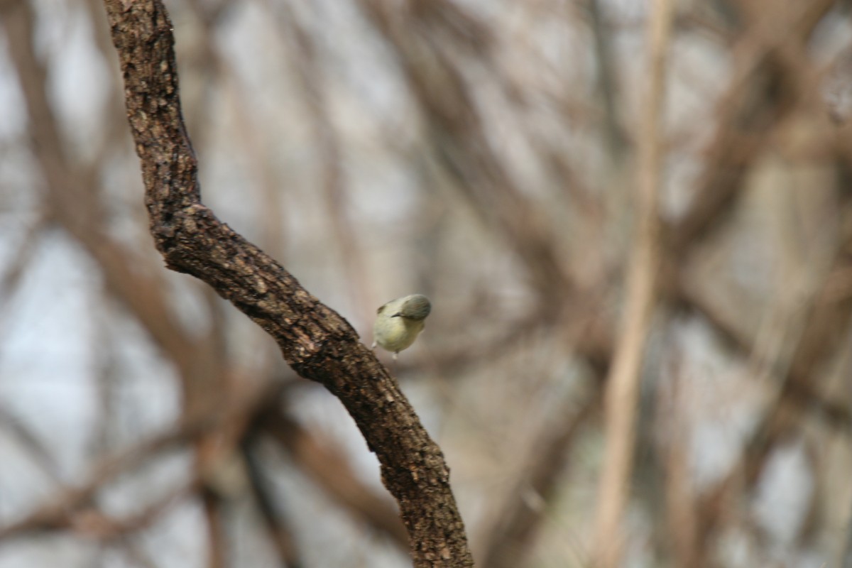 Ruby-crowned Kinglet - ML353612311